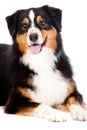 Black and Brown Australian Shepard Royalty Free Stock Photo