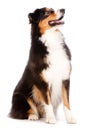 Black and Brown Australian Shepard Royalty Free Stock Photo