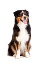 Black and Brown Australian Shepard Royalty Free Stock Photo