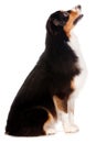 Black and Brown Australian Shepard Royalty Free Stock Photo