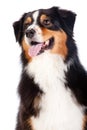 Black and Brown Australian Shepard Royalty Free Stock Photo