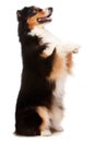 Black and Brown Australian Shepard Royalty Free Stock Photo