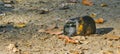 A black with brown banded guinea pig standing in the sand