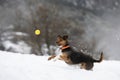 black and brown bodeguero puppy jumping for his yellow ball in a snowy field with mountains in the background. snowy winter