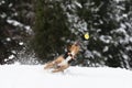 black and brown bodeguero puppy jumping for his yellow ball in a snowy field with mountains in the background. snowy winter