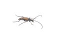 Black brown bug on a white background Royalty Free Stock Photo