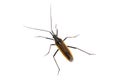 Black brown bug on a white background Royalty Free Stock Photo