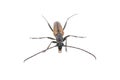 Black brown bug on a white background Royalty Free Stock Photo