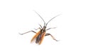 Black brown bug on a white background Royalty Free Stock Photo