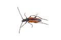 Black brown bug on a white background Royalty Free Stock Photo