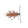Black brown bug on a white background Royalty Free Stock Photo