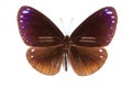 Black and brown butterfly Euploea midamus isolated