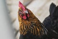 A black and brown chicken on a blurry background Royalty Free Stock Photo