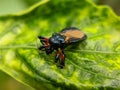 Black and brown color insect on a green leaf