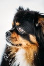 Black And Brown Colors Pekingese Pekinese Peke Dog