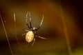 A black and brown colour spider is photographed close up, macro picture,Natural background,spider and spider web. Spiders are crea Royalty Free Stock Photo