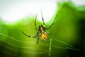 A black and brown colour spider is photographed close up, macro picture,Natural background,spider and spider web. Spiders are crea Royalty Free Stock Photo