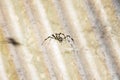 A black and brown colour spider is photographed close up, macro picture,Natural background,spider and spider web Royalty Free Stock Photo