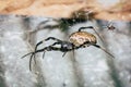 A black and brown colour spider is photographed close up, macro picture,Natural background,spider and spider web. Royalty Free Stock Photo