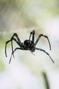 A black and brown colour spider is photographed close up, macro picture,Natural background,spider and spider web. Royalty Free Stock Photo