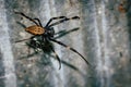 A black and brown colour spider is photographed close up, macro picture,Natural background,spider and spider web. Royalty Free Stock Photo