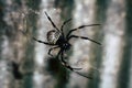 A black and brown colour spider is photographed close up, macro picture,Natural background,spider and spider web. Royalty Free Stock Photo