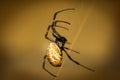 A black and brown colour spider is photographed close up, macro picture,Natural background,spider and spider web. Spiders are crea Royalty Free Stock Photo