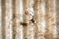 A black and brown colour spider is photographed close up, macro picture,Natural background,spider and spider web Royalty Free Stock Photo