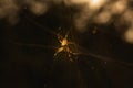 A black and brown colour spider is photographed close up, macro picture,Natural background,spider and spider web Royalty Free Stock Photo