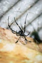 A black and brown colour spider is photographed close up, macro picture,Natural background,spider and spider web. Royalty Free Stock Photo