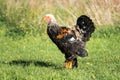 Young Brahma Rooster standing upright Royalty Free Stock Photo