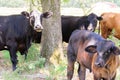 Black and brown cows roaming on a ranch with grass and trees