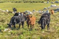 Cows at Countryside, Maldonado, Uruguay