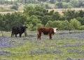 Black and Brown cows standing in a field of bluebonnets along the Bluebonnet Trail in Ennis, Texas Royalty Free Stock Photo