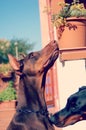 Black and Brown Dobermann vanity