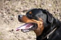 Black and brown dog breed rotweile