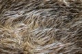 Black and brown dog fur. background or texture Royalty Free Stock Photo