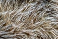 Black and brown dog fur. background or texture Royalty Free Stock Photo
