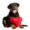 Black and Brown Dog Holding a Red Heart Royalty Free Stock Photo