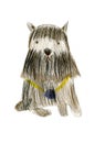 Black and brown dog Miniature Schnauzer with medal on white ba Royalty Free Stock Photo