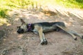 black brown dog sleeping