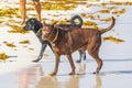 Black brown dogs on the beach panorama view Tulum Mexico