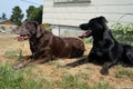 Black and brown dogs