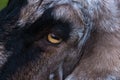 Domestic goat / Capra aegagrus hircus close up / macro of eye with rectangular pupil. Royalty Free Stock Photo