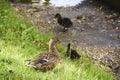 Black brown duck mother with small ducklings on the grass Royalty Free Stock Photo