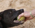 Dog Bites Ball
