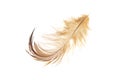 Black and brown feathers of a rooster on a white isolated background Royalty Free Stock Photo