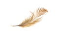 Black and brown feathers of a rooster on a white isolated background Royalty Free Stock Photo