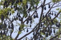 Black and brown flying Foxes or mega-bats hanging on trees Royalty Free Stock Photo