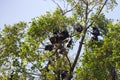 Black and brown flying Foxes or mega-bats hanging on trees Royalty Free Stock Photo